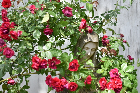 Amsterdam open garden daysのeditorial素材