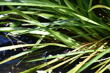 Amsterdam open garden daysの写真素材