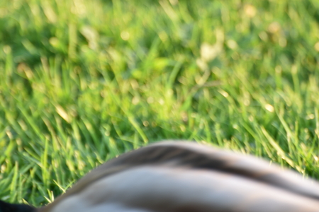 Closeup of Mallardの写真素材