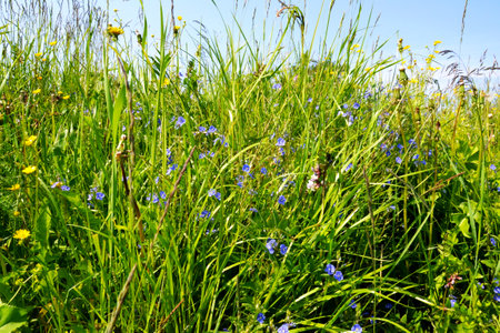 green grass with forget-me-nots and dandelionsの写真素材