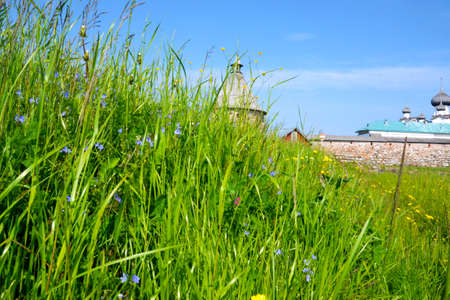 forget-me-nots in green grass in the background a stone tower with a wooden domeの写真素材