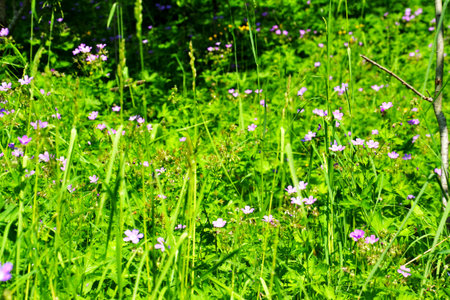 purple flowers in green grassの写真素材
