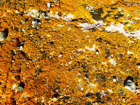 yellow brown lichen on the stone