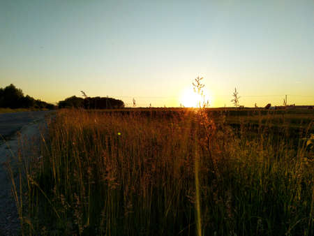 sunset on a Russian field in a ray of light a spikeletの写真素材
