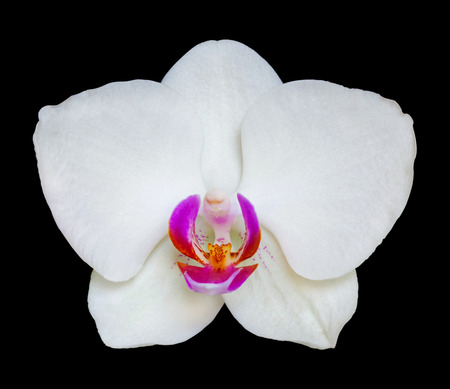 White orchid flower isolated on a black background (design element)の写真素材