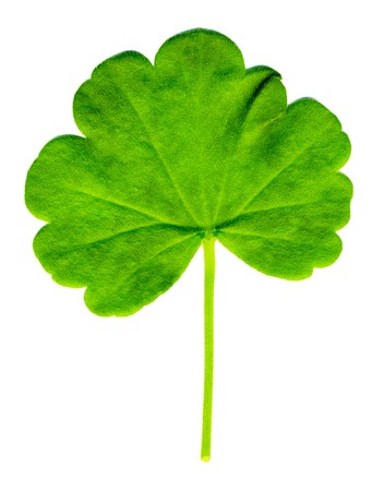Geranium leaf isolated on a white background の写真素材