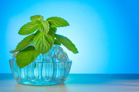 Mint leaves in a glass vase on a blue gradient background with copy spaceの写真素材