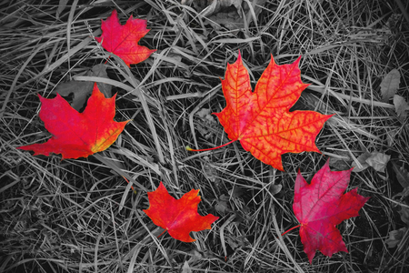 Red maple leaves on the ground. Black and white with a color accent (background)の写真素材