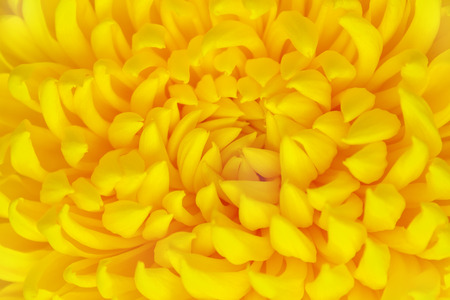 Close up view of a fragment of flower of yellow chrysanthemum as background (abstract, texture)の写真素材