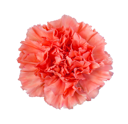Gently red flower of carnation isolated on a white backgroundの写真素材