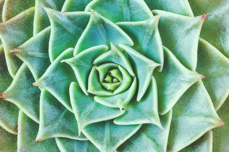 Close up view of green rosettes of the graptopetalum succulent  plant as background, textureの写真素材