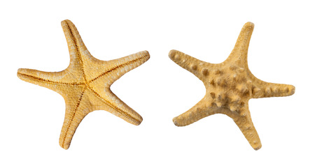 Set of two sides of a beige starfish, isolated on a white background (design element)の写真素材