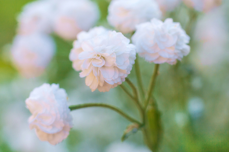 Close up view on a bush of white flowers of Gypsophila paniculata (shallow depth of field, macro)の写真素材