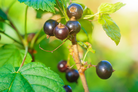 Close up view on a black currant bush, illuminated by sunlightの写真素材