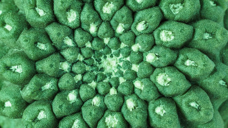 Top view on a green cactus neochilenia as background, texture
