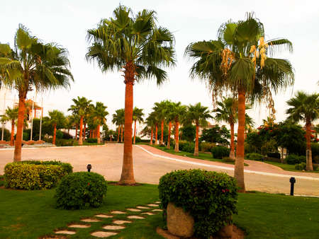 Photo of road with green palmsの写真素材