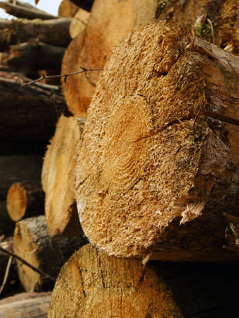 Cut wooden logs in focus, timber loggingの写真素材