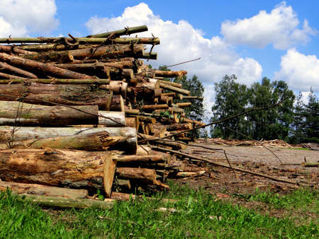 Lots of wooden logs lie timber loggingの写真素材
