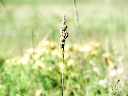 Ear of wheat on a light background in focusの写真素材