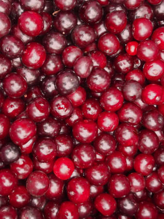 Bright background of ripe juicy cherriesの写真素材