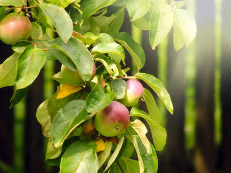 Summer solar picture of apples on a branchの写真素材