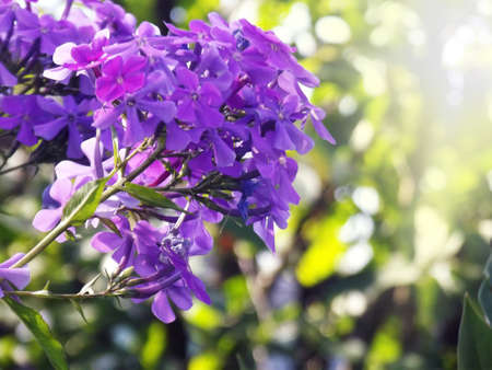 Photos of violet flowers in green grass inflorescenceの写真素材