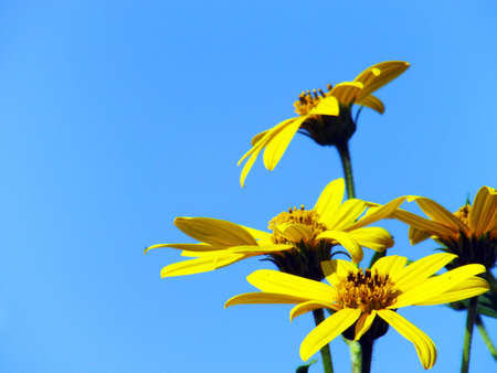Bright yellow flowers on blue sky backgroundの写真素材
