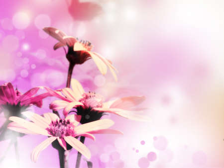 Bright flowers on blue sky backgroundの写真素材