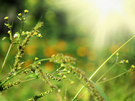 Photo withered grass in focus sunlightの写真素材