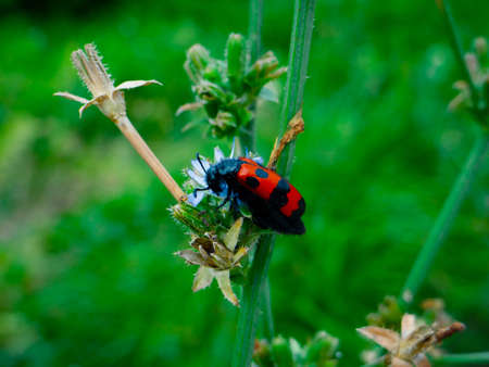 red beetle with black dots sitting in a blue flower - Meloidae Beetleの写真素材