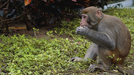 Monkey. Monkey macaque in the rain forest. Monkeys in the natural environment. China, Hainan