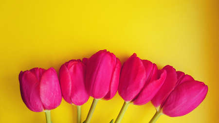8 March Happy Womens Day. Spring concept. Pink tulips on yellow background. Copy spaceの写真素材