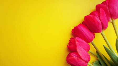 8 March Happy Womens Day. Spring concept. Pink tulips on yellow background. Copy spaceの写真素材