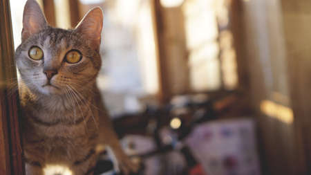 Gray cat with white mustache and yellow eyes lies on a window on the balcony - blurred background in the rays of the sunの写真素材