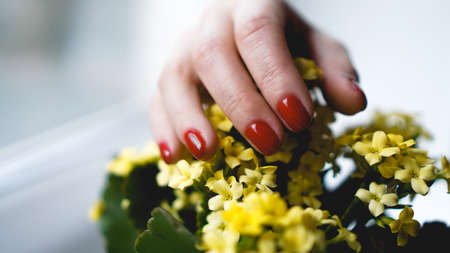 Red nails and yellow flowers. Beautiful composition of vivid colors. Groomed and healthy womans hands.の写真素材