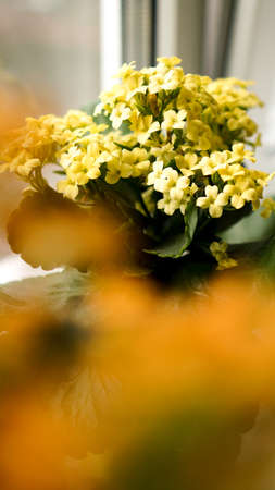 Decorative yellow flowers in pot on windowsillの写真素材