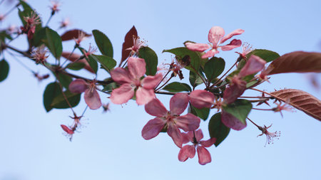Beautiful pink peach blossom on blue sky background - spring