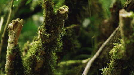 Old growth temperate rainforest, Georgian jungle - trees in the mossの写真素材