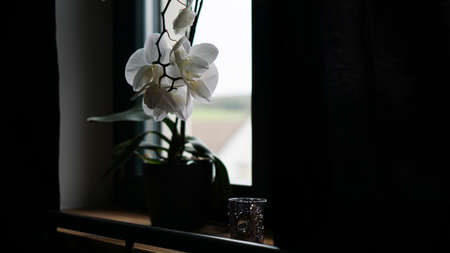 Flower pot near a big window. White orchid on the windowsill. Black Curtains - Morningの写真素材