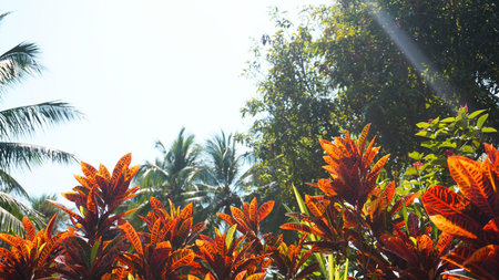Croton, Variegated Laurel, Close up of Croton leaf, plant in thailand, Croton Leaves under sun and...