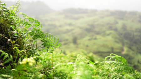 Glade of green fern in mountain valley at sunny dayの写真素材