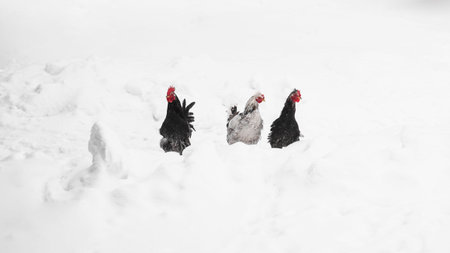 Roosters on a winter background. Photo in the countryside. Farm and livestock conceptの写真素材