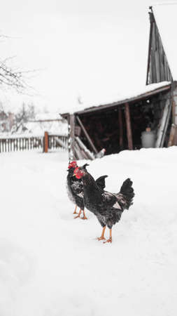 Roosters on a winter background. Vertical photo in the countryside. Farm and livestock conceptの写真素材