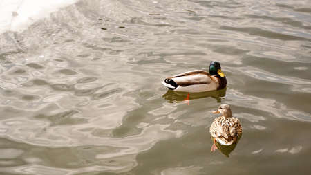 Ducks walk on melting ice. The frozen ice on the surface of the pond in the parkの写真素材