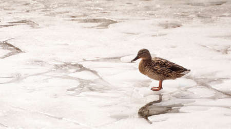 Ducks walk on melting ice. The frozen ice on the surface of the pond in the parkの写真素材