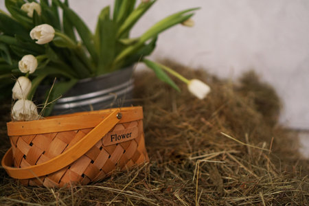Spring photo. Yellow tulips in a basket in the hay