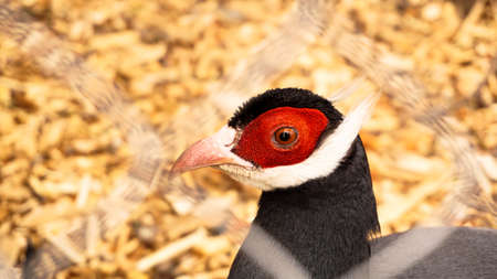 White eared pheasant in a cage. Birds at the zoo or farm. Bird headの写真素材