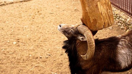 The mouflon scratches its horns against a wooden post. Zoo animalsの写真素材