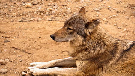 The wild wolf lies and looks into the distance. Wild animals and zoos conceptの写真素材