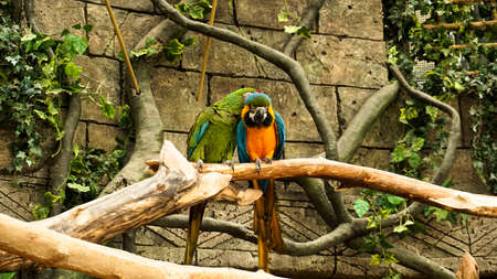 Parrot blue and yellow macaw on a tree branch. Jungle background. Birds at the zoo.の写真素材